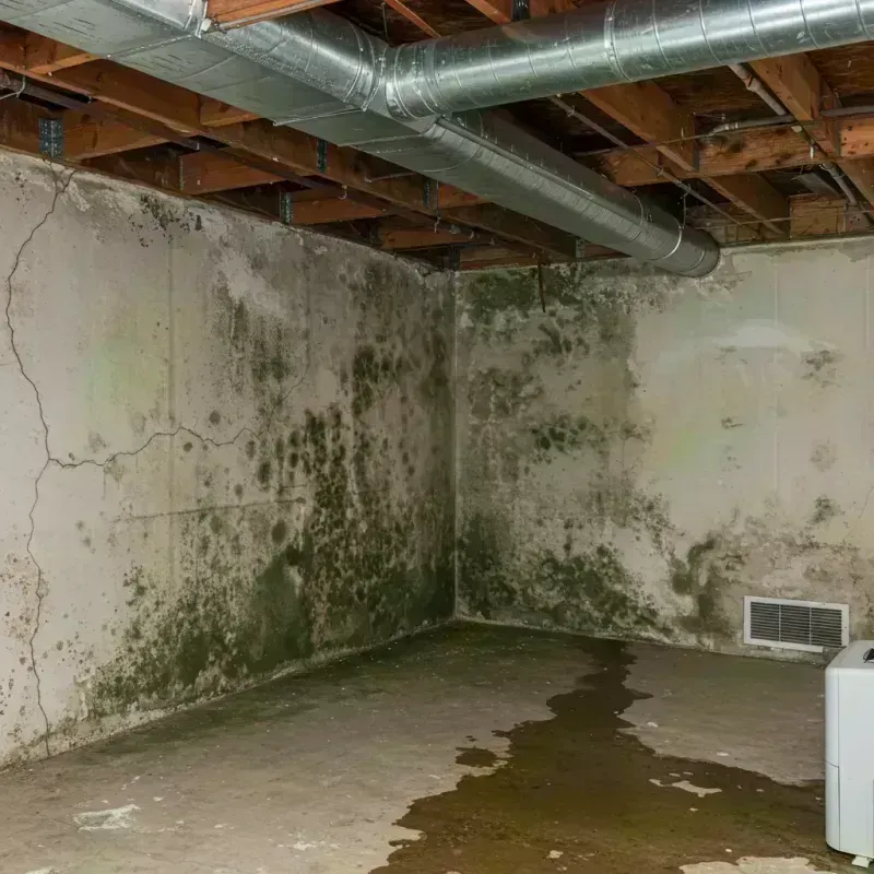 Professional Mold Removal in Empire, CA